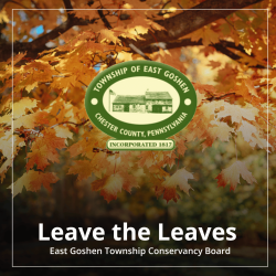 Picture of fall leaves